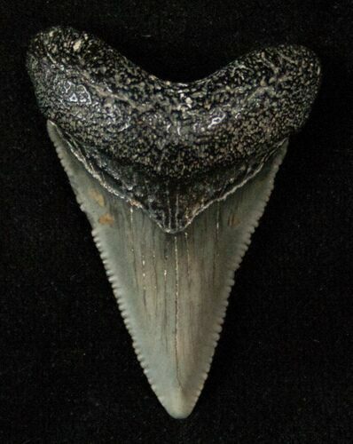 Serrated Baby Megalodon Tooth #17197